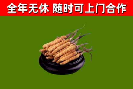 玉门市烟酒回收冬虫夏草.jpg