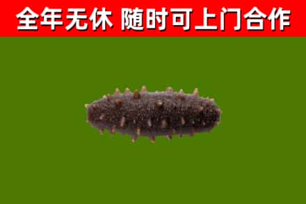 玉门市烟酒回收干海参.jpg